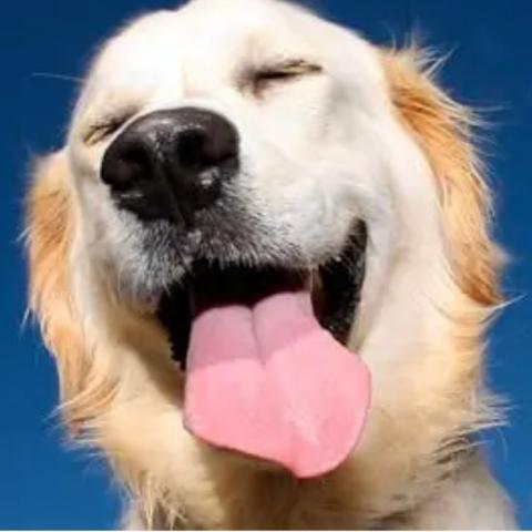 Hasta cinco años de cárcel por causar la muerte de mascotas: Congreso de Chiapas 