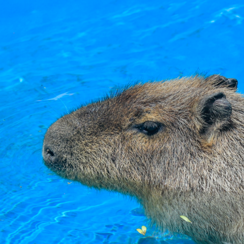 Capibaras 