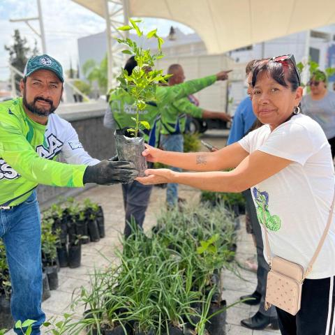 Plantas 