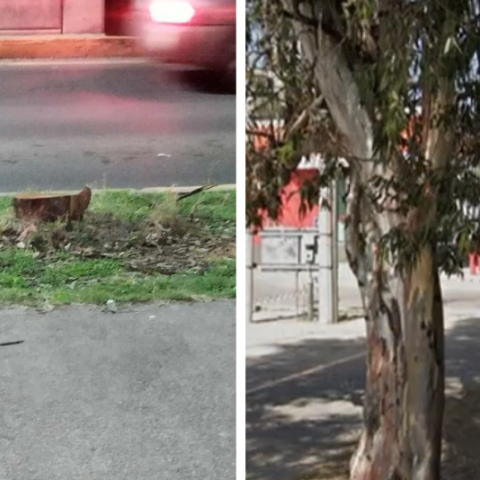 Talan árboles de 35 años de antiguedad en Av. Aguascalientes Sur 