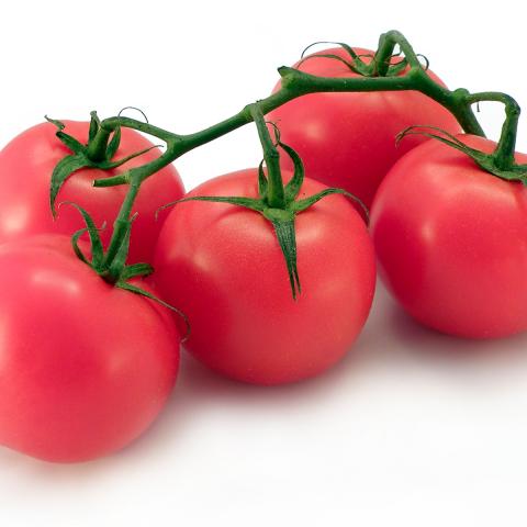 Jitomates 