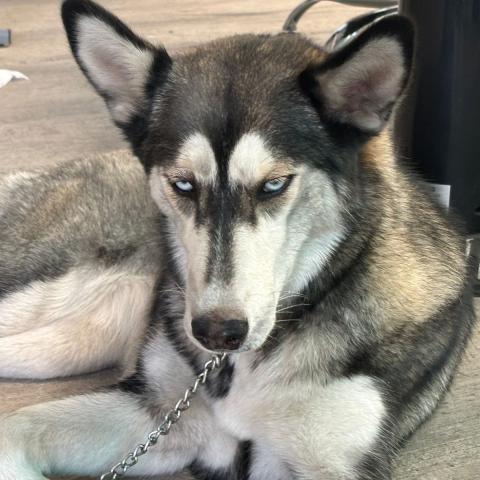 Morita 