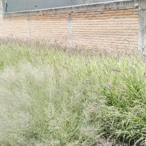 Intervención necesaria para evitar que violencia se multiplique: Especialista tras hallazgo de cabeza