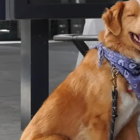 perrito