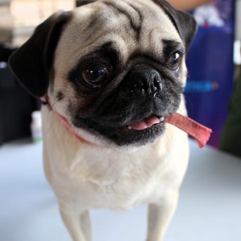 Perrito pug