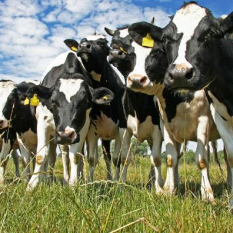 Vacas 