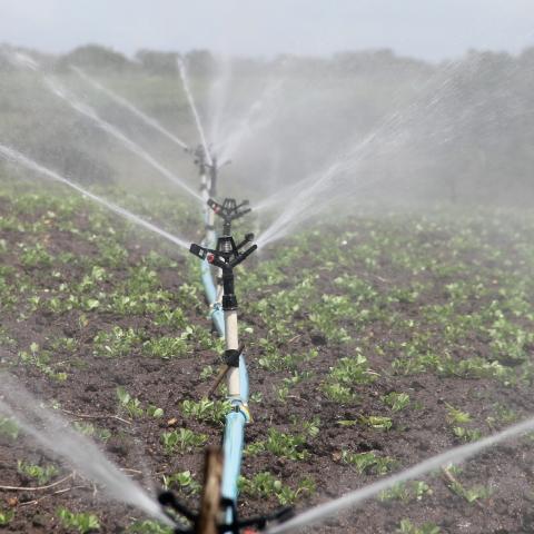 Agua