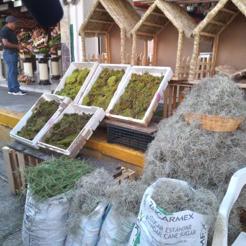 VENTA DE MUSGO 