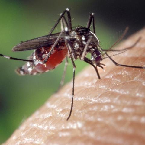 En un año, dengue en Aguascalientes disminuyó 98%; pasó de 3 mil a 61 contagios