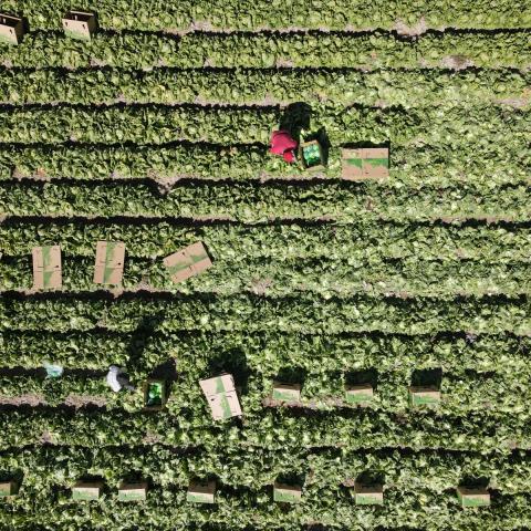 Campo agrícola