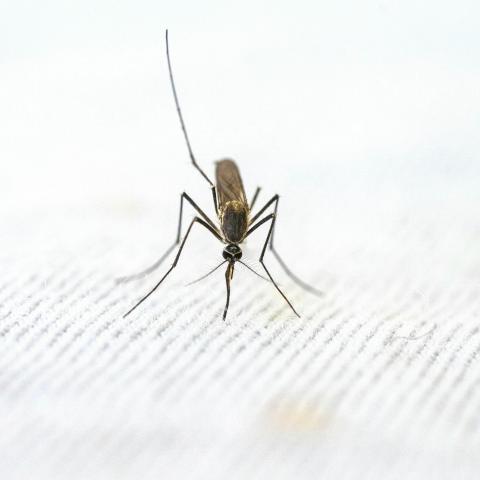 85% de los casos de dengue en Aguascalientes durante 2025 se concentraron en la capital