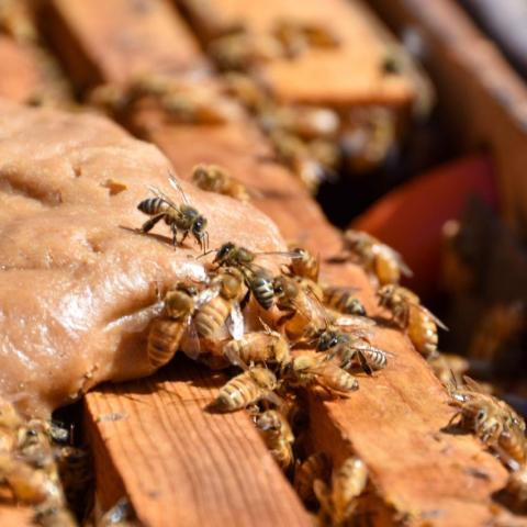 Abejas