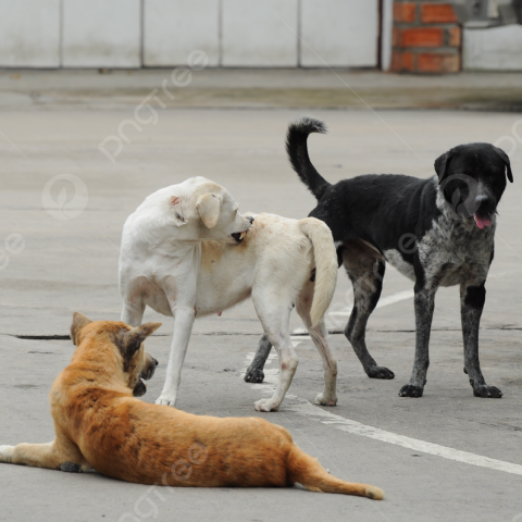 Perros en situación de calle 