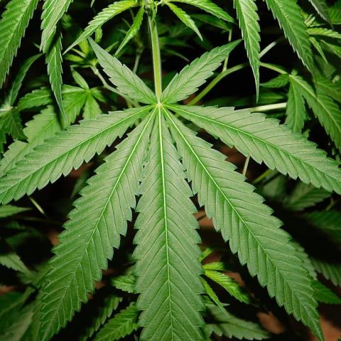 Marihuana 