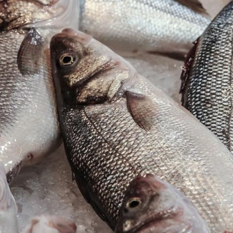Pescado 