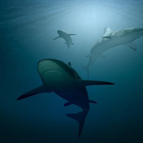 Tiburones 