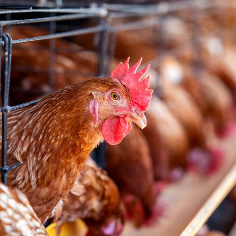 Consumo de pollo 