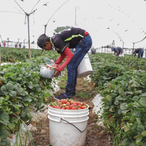 Agricultores 