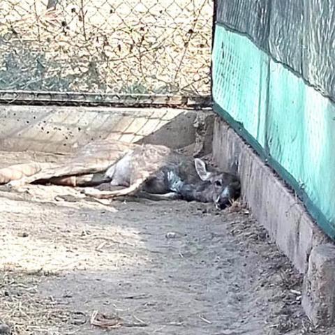 Venado de cola blanca 