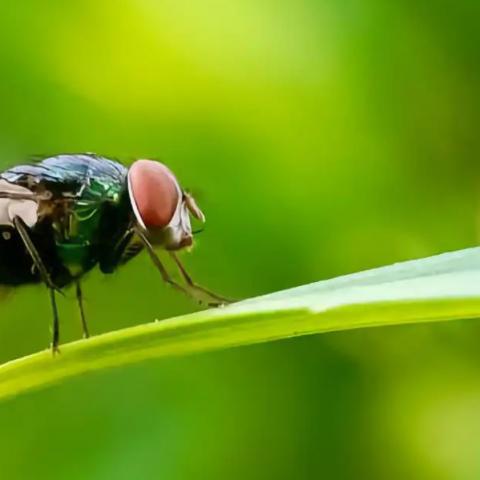 Mosca del gusano barrenador