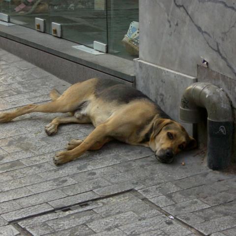 Fiscalía con 15 investigaciones activas por maltrato animal; penas son de hasta 2 años en prisión