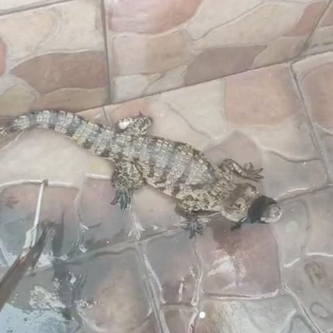 Animales exóticos siguen entrando al estado; desde monos araña, hasta caimanes y leones africanos