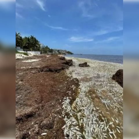 Peces en Quintana Roo 