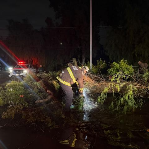 árbol caído siendo cortado por bombero perteneciente al grupo de protección civil del estado de Aguascalientes