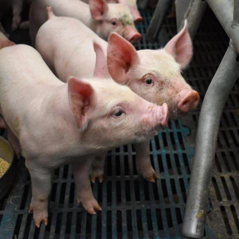 Aguascalientes es líder en producción de carne de cerdo