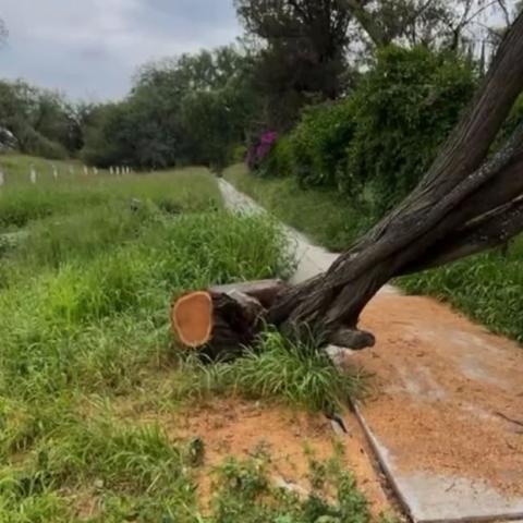 Denuncian tala de mezquite en La Pona; municipio justifica la intervención por caída de árbol tras reblandecimiento del terreno