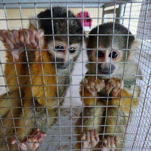 VENTA ILEGAL DE ESPECIES 