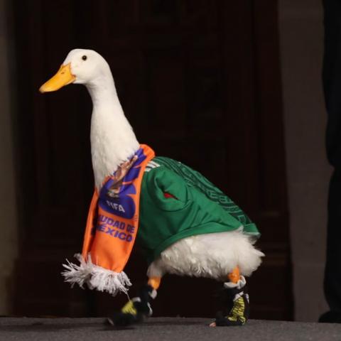 Preocupa a autoridades moda de “Pato Merlin”; deriva en sacrificios de animales, o enfermedades, advierten