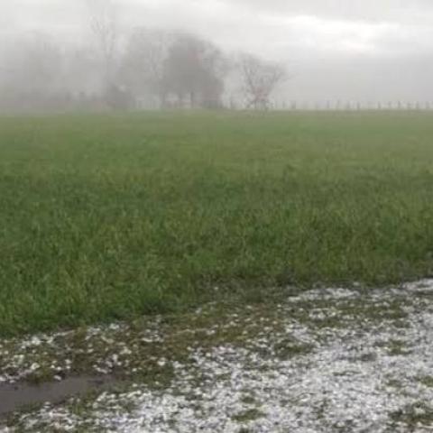 Lluvias han beneficiado al campo