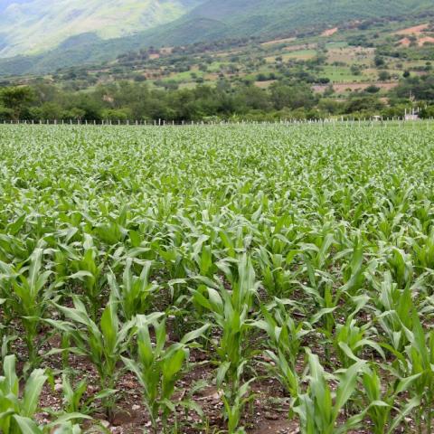 campo de temporal 