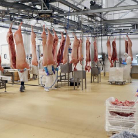 producción de carne porcina
