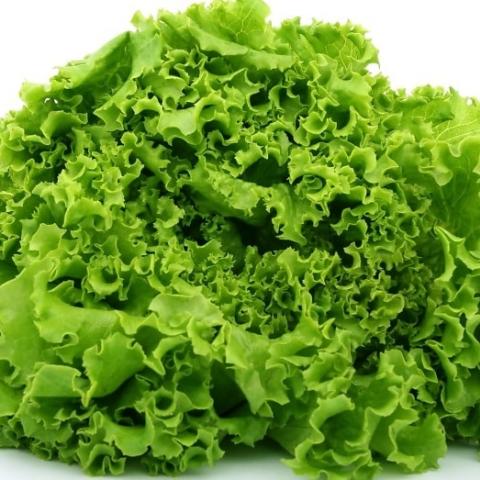 Lechuga iceberg 