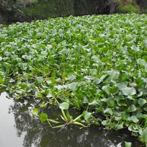 lirio acuático