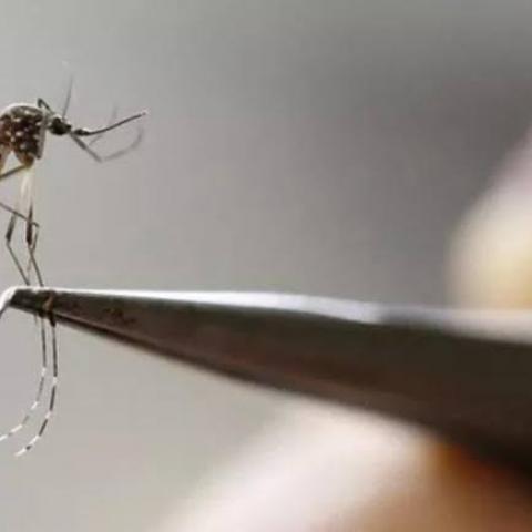 producción del mosquito estéril