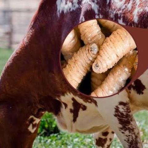 gusano barrenador