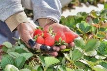 Brotes de hepatitis se relacionarían con fresas cultivas en México