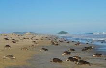 tortugas golfinas