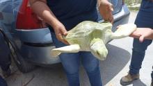 Tortuga verde