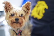 UAA vacunará de manera gratuita a perros y gatos