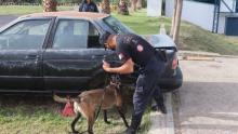 Binomio canino buscando droga