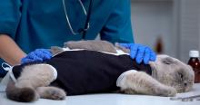 Esterilización de mascotas