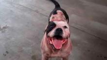 Perro Max