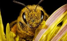 abeja