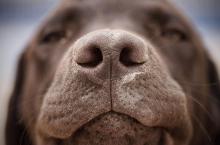perro