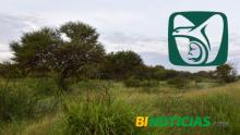 Proyectan hospital regional del IMSS en los Cobos