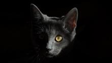 Gato 